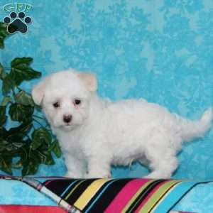 Jimmy, Maltipoo Puppy